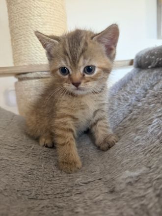 BKH Kitten