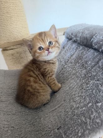 BKH Kitten