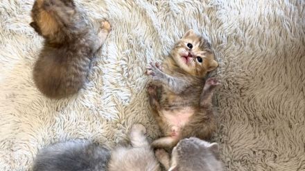 BKH Kitten