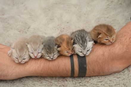 BKH Kitten