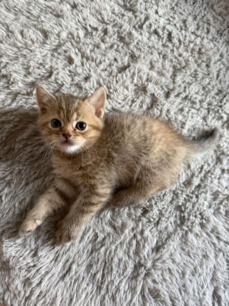 BKH Kitten