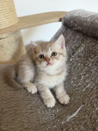 BKH Kitten