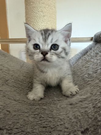 BKH Kitten