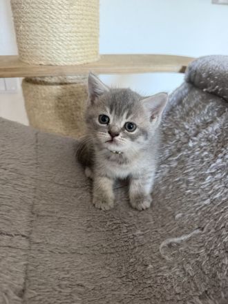 BKH Kitten