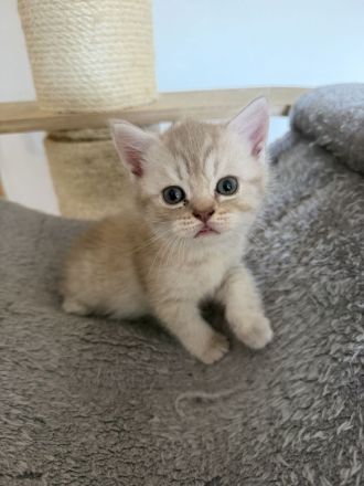BKH Kitten