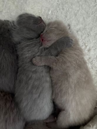 BKH Kitten suchen neues Zuhause