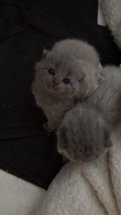 BKH Kitten suchen neues Zuhause
