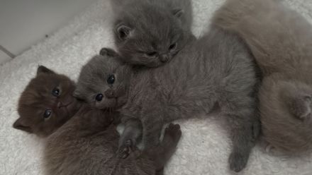 BKH Kitten suchen neues Zuhause
