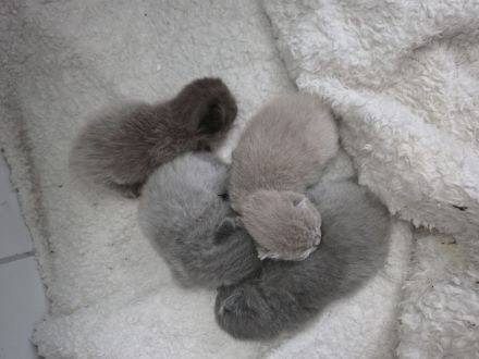 BKH Kitten suchen neues Zuhause
