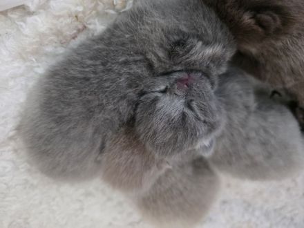 BKH Kitten suchen neues Zuhause