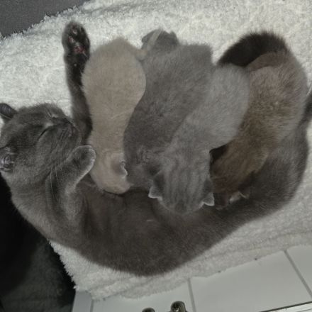 BKH Kitten suchen neues Zuhause