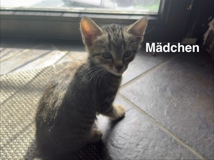 2Wunderschöne BKH Katzen abzugeben beide 300