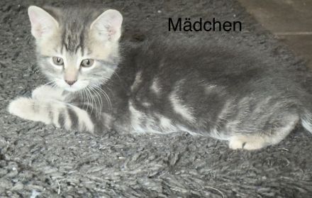 6 Wunderschöne BKH Katzen/Kater abzugeben