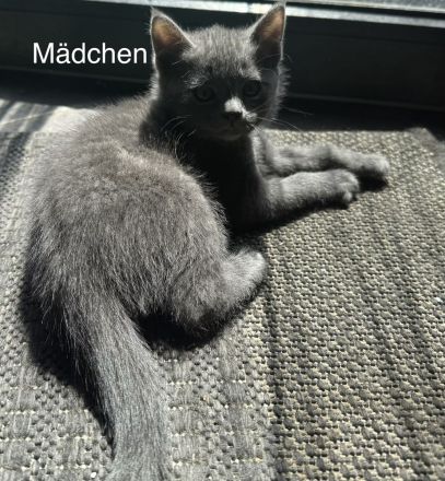 6 Wunderschöne BKH Katzen/Kater abzugeben