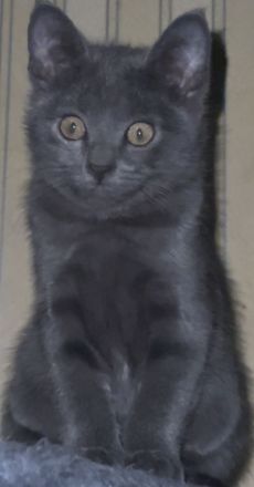 3 Wunderschöne BKH Katzen ab sofort abzugeben