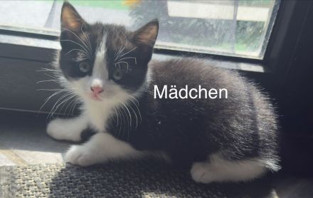 6 Wunderschöne BKH Katzen/Kater abzugeben