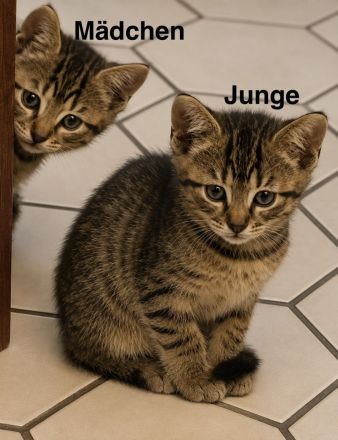 6 Wunderschöne BKH Katzen/Kater abzugeben