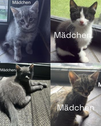 3 Wunderschöne BKH Katzen ab sofort abzugeben