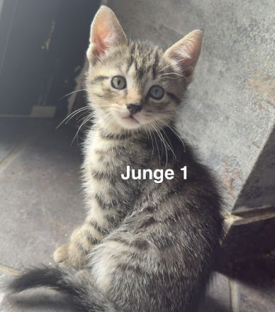 6 Wunderschöne BKH Katzen/Kater abzugeben