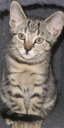 3 Wunderschöne BKH Katzen ab sofort abzugeben