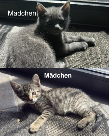 2Wunderschöne BKH Katzen abzugeben beide 250