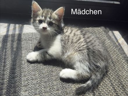6 Wunderschöne BKH Katzen/Kater abzugeben