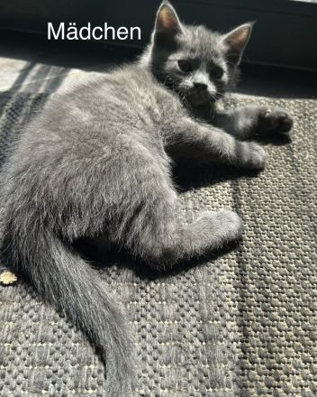2Wunderschöne BKH Katzen abzugeben beide 300