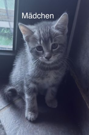 3 Wunderschöne BKH Katzen ab sofort abzugeben