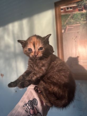 Babykatzen