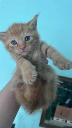 Babykatzen