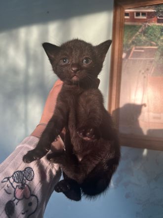 Babykatzen