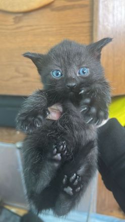 Babykatzen