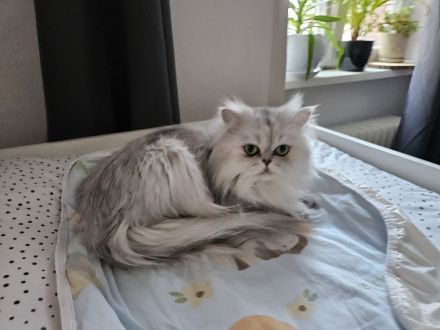 Deckkater sucht rollige Katzendamen