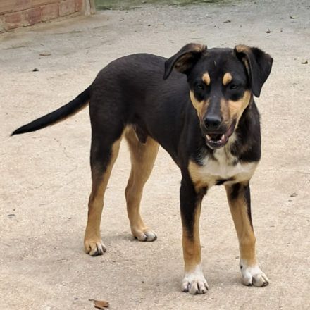 Jungdhund Panos / derzeit noch in Griechenland