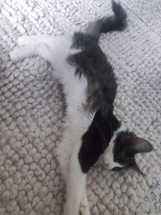 Ragdoll mix Kater