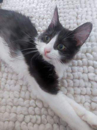 Ragdoll mix Kater
