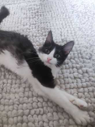 Ragdoll mix Kater