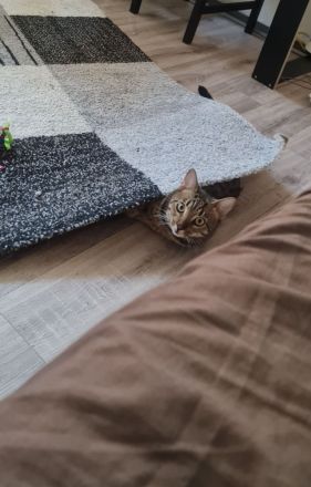 Bengalmischling sucht neues Zuhause