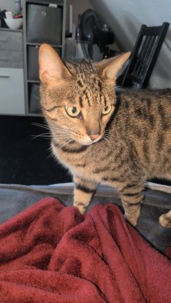 Bengalmischling sucht neues Zuhause