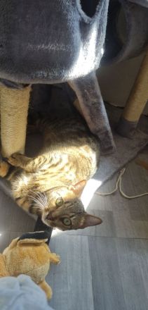 Bengalmischling sucht neues Zuhause