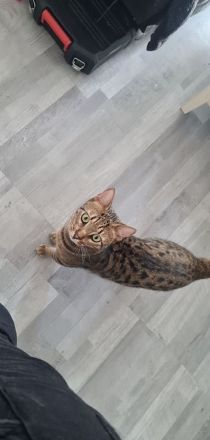Bengalmischling sucht neues Zuhause