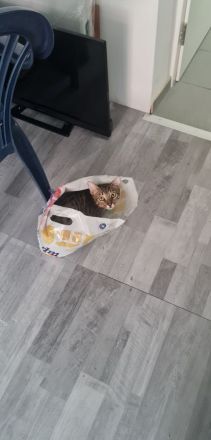 Bengalmischling sucht neues Zuhause