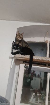 Bengalmischling sucht neues Zuhause