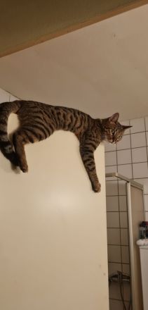 Bengalmischling sucht neues Zuhause