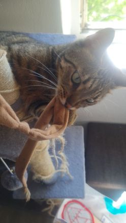 Bengalmischling sucht neues Zuhause