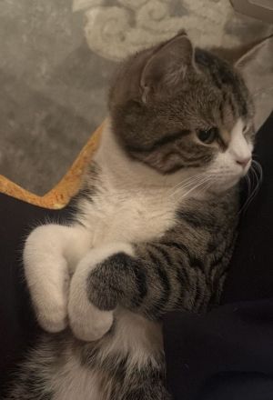 Persa Kater