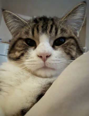 Persa Kater