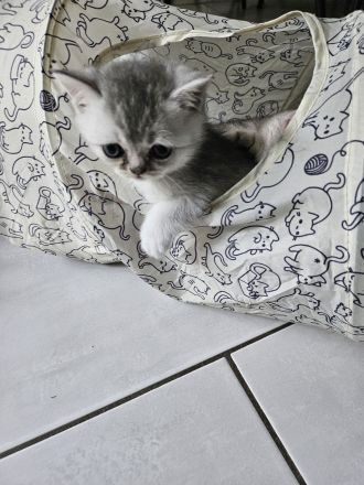 Auszugsbereite BKH Kitten