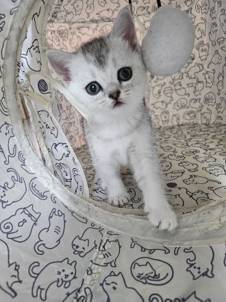 Auszugsbereite BKH Kitten