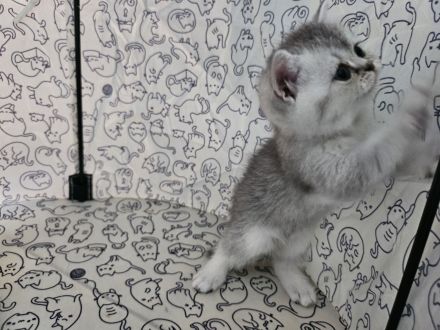 Auszugsbereite BKH Kitten